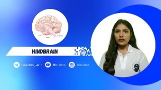 Hindbrain  Neural control and coordination  Akansha Mam  NEET 2025 [upl. by Eyla]