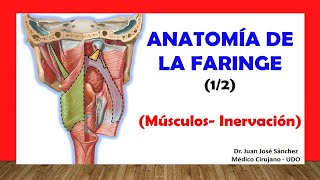 Sistema Respiratório 04  Faringe Anatomia e Histologia  Vídeoaula [upl. by Seyer]