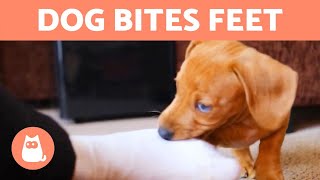 My DOG Keeps BITING My FEET When I Walk 🚶‍♂️🐕 Causes and What to Do [upl. by Zanahs920]