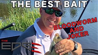 Bloodworm and Joker Preparation  Adam Niemiec  How to keep Bloodworm and Joker [upl. by Eanahc]