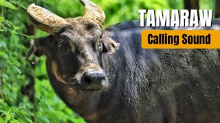 Tamaraw Calling Sound [upl. by Burrows]