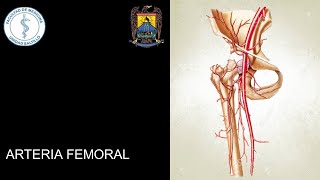 IRRIGACIÓN DE MIEMBRO INFERIOR ARTERIA FEMORAL [upl. by Anolahs]