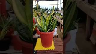 Sansevieria Superba futura american [upl. by Arolf]