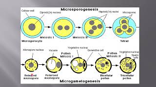 Lecture No 38 Structure And Development Of Microgametophyte [upl. by Eytteb]