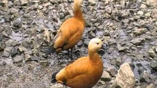 ruddy shelduck [upl. by Brownson]