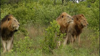 The lions of MAJINGILANE is back [upl. by Lupita]