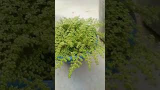 pilea microphylla plants । green plants । gardening plants viral youtubeshorts shortsvideo [upl. by Analak]