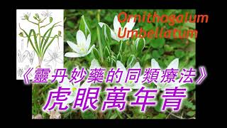 《靈丹妙藥的同類療法》 EP95  虎眼萬年青 Ornithogalum Umbellatum [upl. by Clorinde471]