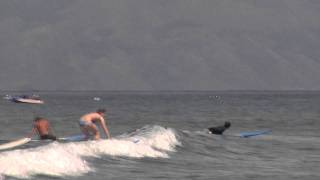 Surfing at Kaanapali Beach Maui [upl. by Illom]