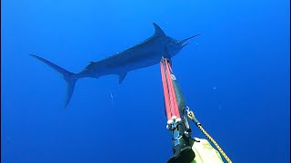 Spearfishing Black Marlin Australia [upl. by Annerahs]