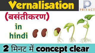 Vernalisation in plants  Plant growth and development  बसंतीकरण vernalisationin hindi Biology [upl. by Ueih115]