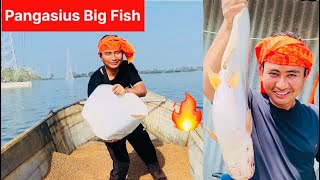 Pangasius Fish Farming In Andhra Pradesh 🔥￼ [upl. by Anikahs]