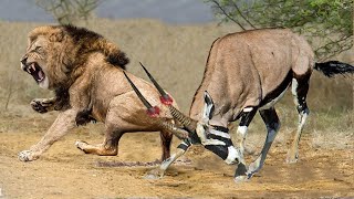 Gemsbok Bravely Attacks Herd Lion With Horns To Rescue His Teammates Lion Vs Gemsbok Antelope [upl. by Saraann]