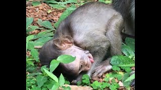 What is wrong with Amera  does she poison anything or got stuck something in throat Angkor Monkey [upl. by Giulio352]