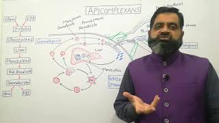 Apicomplexan English medium profmasoodfuzail Life cycle of Plasmodium  Schizogony  Protozoa [upl. by Tterej344]