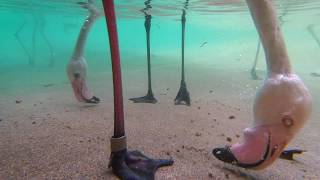 Underwater Flamingo Feeding [upl. by Annodal28]