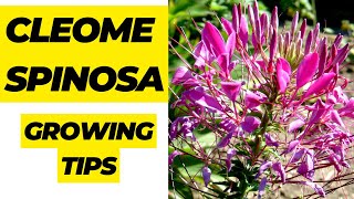 Growing Cleome Spinosa Tips for Cultivating Beautiful Spider Flowers in Your Garden [upl. by Nnaj722]