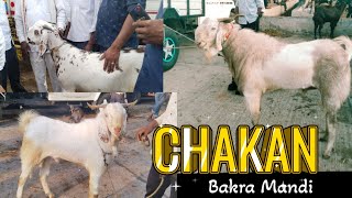 CHAKAN BAKRA MANDI 18 MAY 24 SATURDAY CHAKAN cow goat eid 2024 salivestock ytshorts newVIDEO [upl. by Jeramie487]