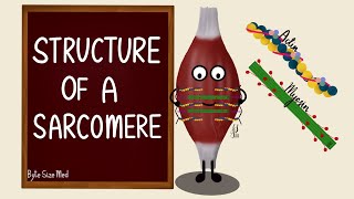 Structure of a Sarcomere  Actin and Myosin  Myology  Nerve Muscle Physiology [upl. by Eldoree687]