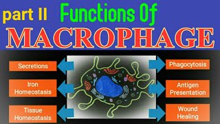 Functions of Macrophage  Macrophage Functions  Roles of Macrophage  AM Biologie Notes [upl. by Clawson]