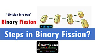 What are the steps of Binary fission What is Z ring [upl. by Loginov]