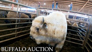 A White Buffalo Behind The Scenes of a Bison Auction  Sights and Sounds Only [upl. by Mehta7]