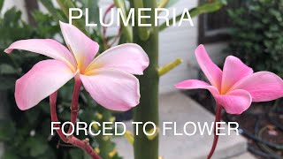 PLUMERIA HOW TO FORCE BLOOMING [upl. by Ecirtel674]