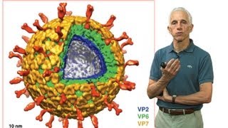 Stephen Harrison Harvard Part 3 Nonenveloped virus entry [upl. by Wendie]