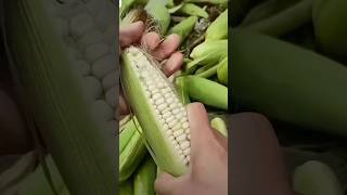 सेहत के लिए बहुत लाभदायक है मक्का🌽 Corn shortsvideo ytshorts shorts food corn facts farming [upl. by Otrebtuc]