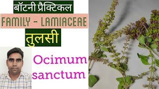 Plant Taxonomy  Family  Lamiaceae [upl. by Gustafson]