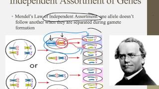 Notes for IB Biology Chapter 101 [upl. by Htrap]