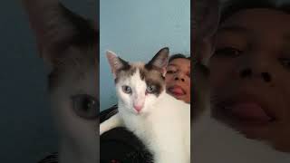 Él es muy guapo mi keso filadelfio cat viralvideo viralshorts mascotas gatos [upl. by Maren]