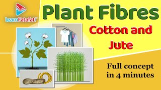 Plant Fibres  Cotton and Jute Class 6 Fibre to Fabrics  CBSE  LearnFatafat [upl. by Chaing]