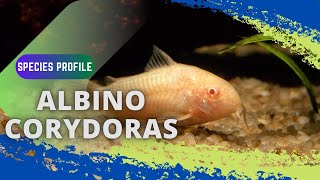 HOW To Care For Albino Corydoras  Albino Cory Cat [upl. by Asiel]