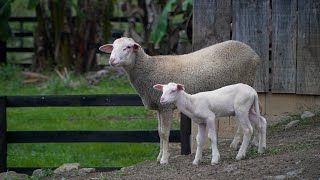 Agro Saúde e Cooperação  Produtos Derivados da Ovinocultura [upl. by Iruyas]