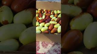 Why jujube fruits are so great in under a minute garden homesteading rarefruits [upl. by Toogood]