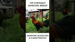 Top Gamefowl of the year 2024 short gamefowl rooster [upl. by Sset786]