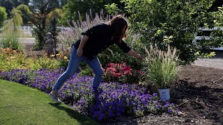 Planting 3 Beautiful Varieties of Ornamental Grass 🌾🌾🌾  Garden Answer [upl. by Tedi]