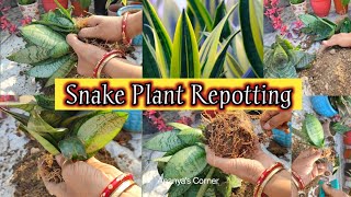 Snake Plant soil mix  Perfect potting mix for Sansevieria  soil mixing fertilizing watering etc [upl. by Simson]