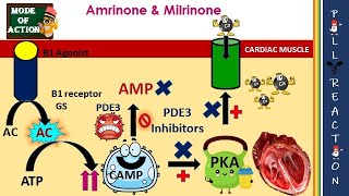 PDE3 Inhibitors MOA Cardiotonic Inhibits Platelet Aggregation Adverse effects [upl. by Noirred353]