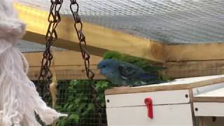 Lineolated Parakeet in my outdoor aviary [upl. by Rockwood409]