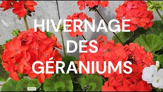 Hivernage des géraniums [upl. by Ginni]