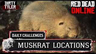 Muskrat RDR2 Locations Red Dead Online American Muskrat [upl. by Birecree]