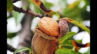 Farming Almonds  by Curiosity Quest [upl. by Anelaj917]