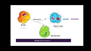 Clonal Selection Theory [upl. by Jacklin]