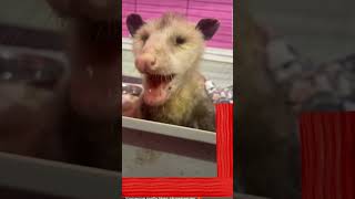 Sick Opossum Rescued [upl. by Padraig293]