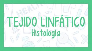 TEJIDO LINFÁTICO  ¡Fácil explicación Histología [upl. by Aneryc]