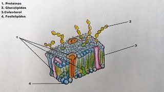 Como dibujar la Membrana Celular y sus partes 🔬 [upl. by Alarick]