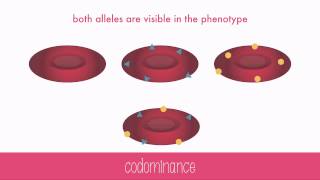 NonMendelian Genetics [upl. by Ruelle377]