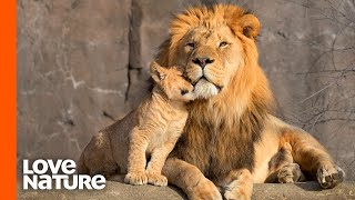 Lion Cubs Are Introduced To Their Father  Predator Perspective  Love Nature [upl. by Anillek]